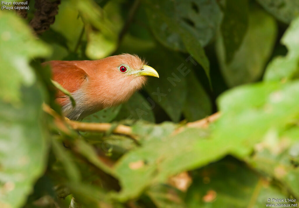 Piaye écureuiladulte