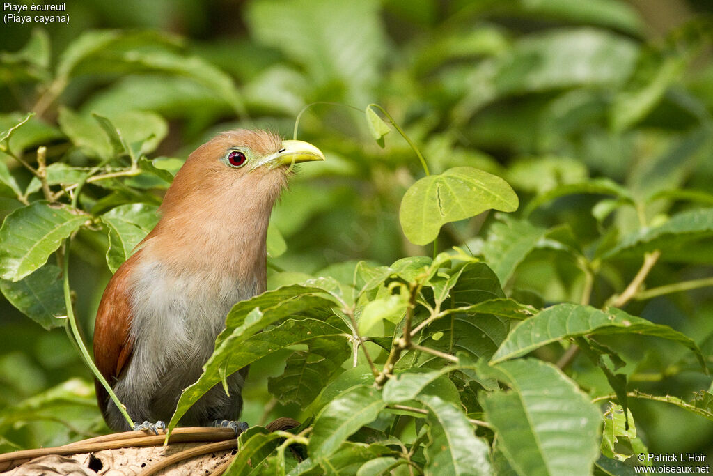 Squirrel Cuckoo