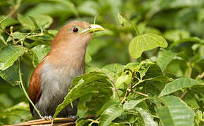 Squirrel Cuckoo