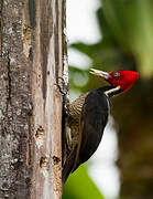 Pale-billed Woodpecker