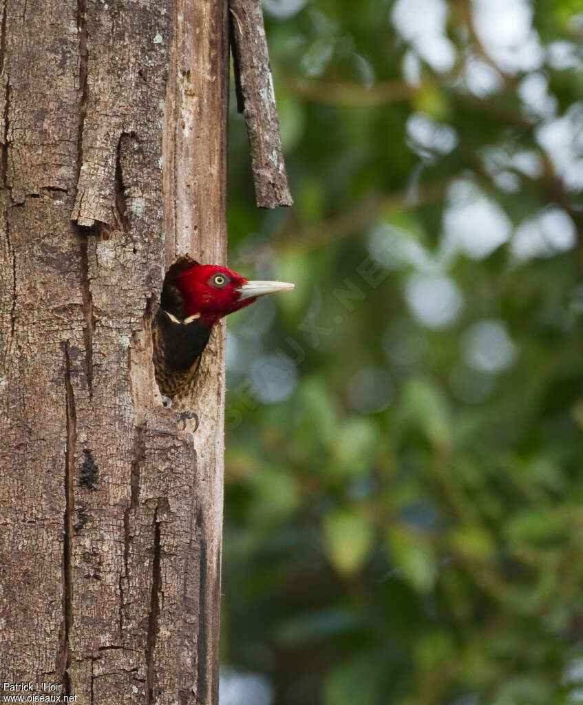 Pale-billed Woodpecker male adult, Reproduction-nesting