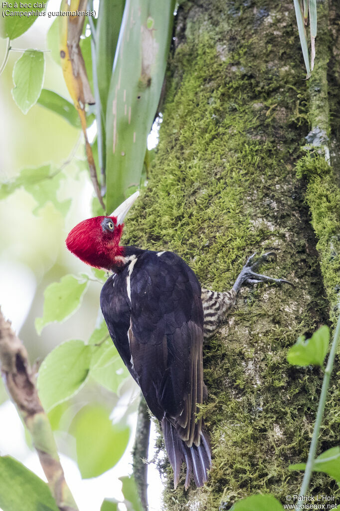 Pale-billed Woodpecker