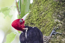 Pale-billed Woodpecker