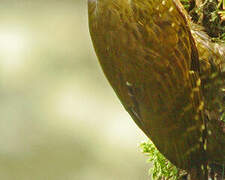 Yellow-crested Woodpecker