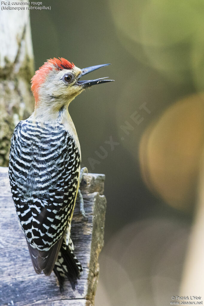 Red-crowned Woodpecker