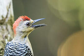 Red-crowned Woodpecker