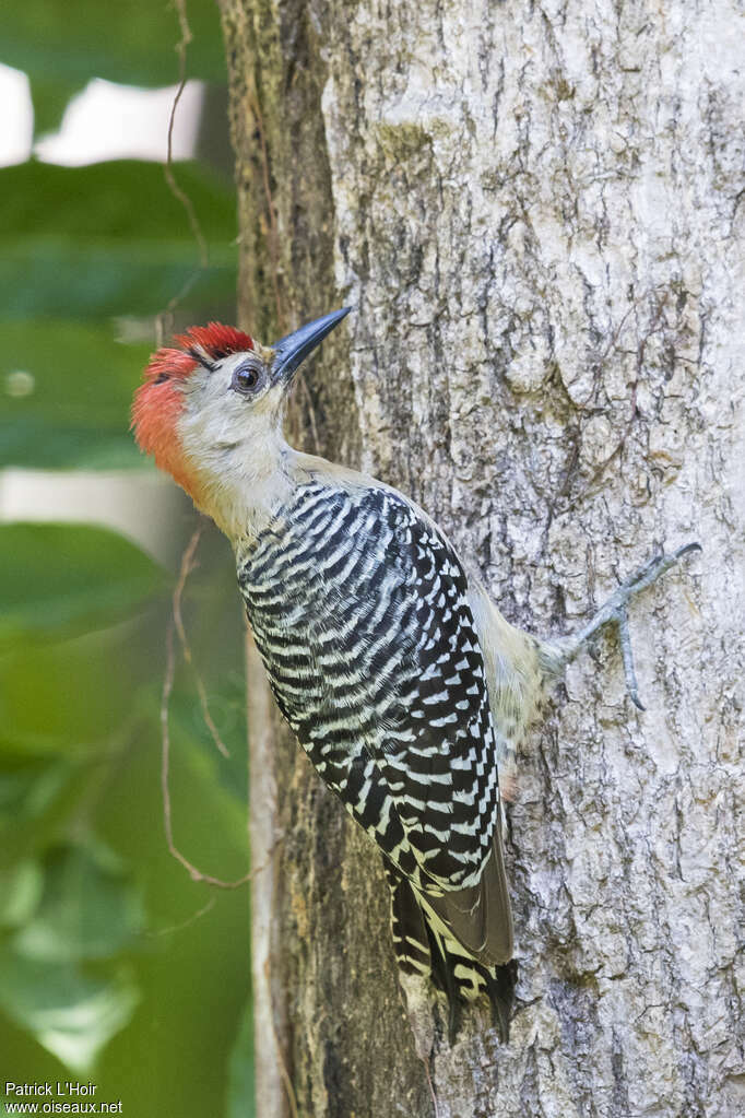 Pic à couronne rouge, identification