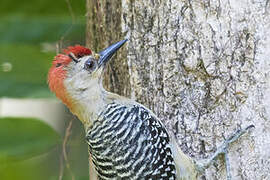 Red-crowned Woodpecker