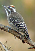 Brown-backed Woodpecker