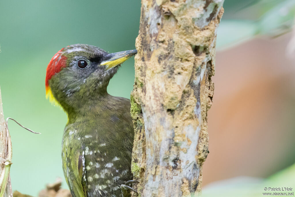 Lesser Yellownape female adult