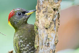 Lesser Yellownape