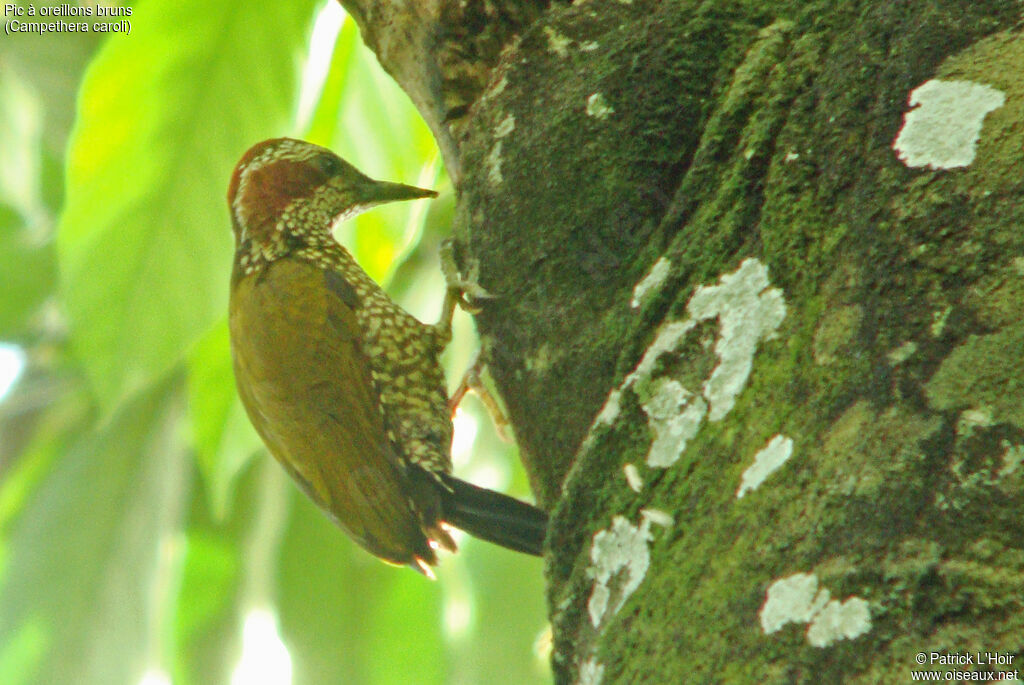 Brown-eared Woodpecker