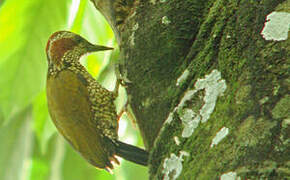 Brown-eared Woodpecker