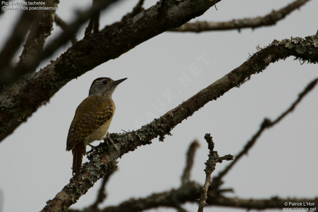 Speckle-breasted Woodpecker