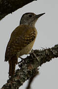 Speckle-breasted Woodpecker