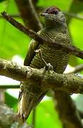 Fine-banded Woodpecker