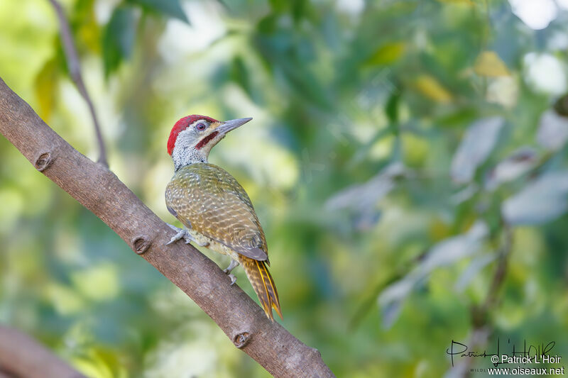 Fine-spotted Woodpecker male