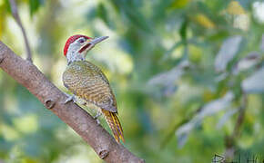 Fine-spotted Woodpecker