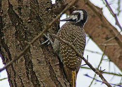 Bearded Woodpecker