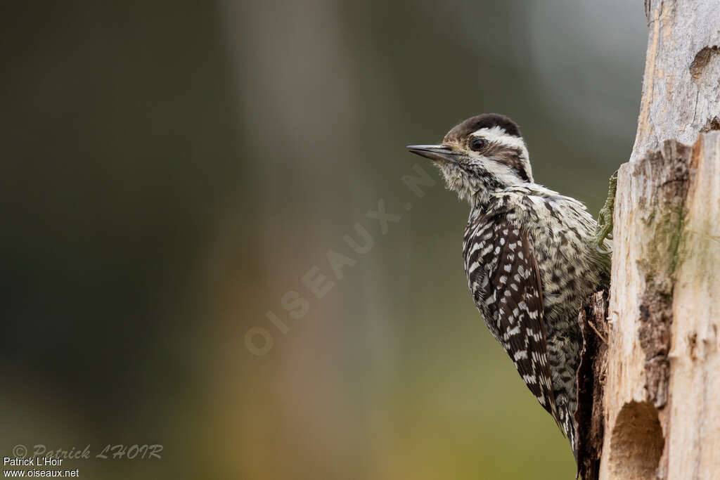 Striped Woodpecker female adult