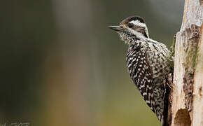 Striped Woodpecker