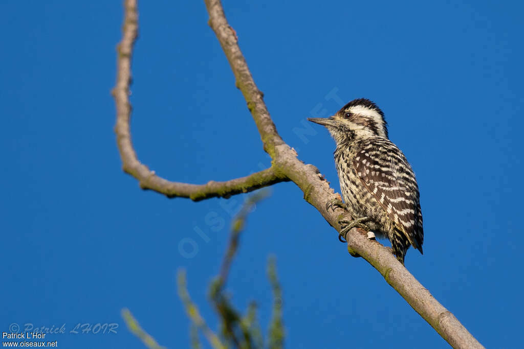 Striped Woodpecker