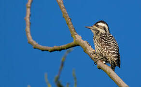 Striped Woodpecker