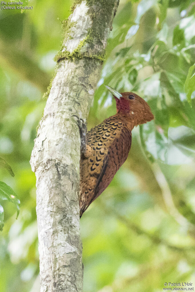 Cinnamon Woodpecker male adult