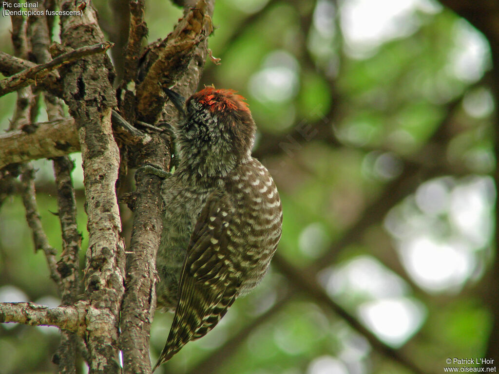 Cardinal Woodpecker