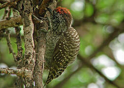 Cardinal Woodpecker