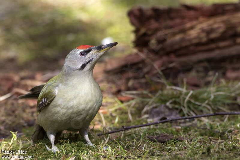 Grey-headed Woodpecker male adult, habitat, fishing/hunting, eats, Behaviour