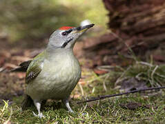 Grey-headed Woodpecker