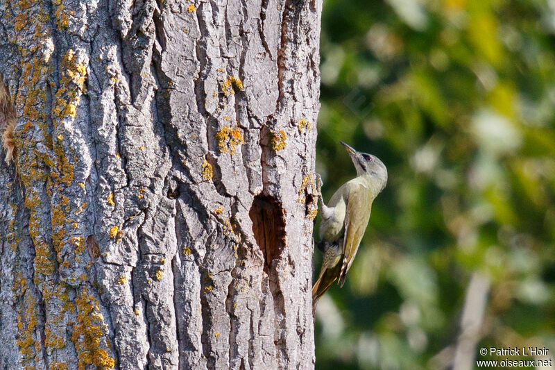 Grey-headed Woodpecker female