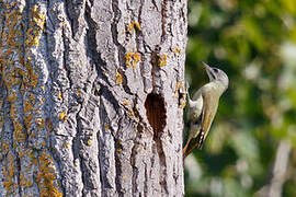 Grey-headed Woodpecker