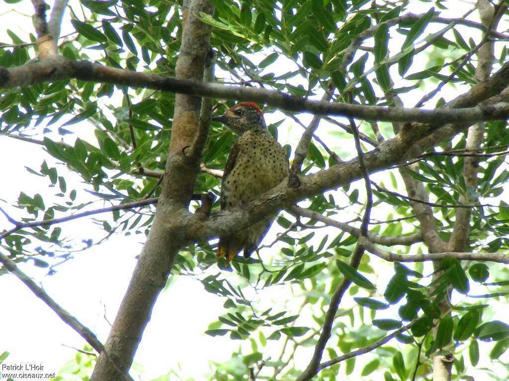 Green-backed Woodpecker male adult, identification