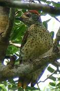 Green-backed Woodpecker