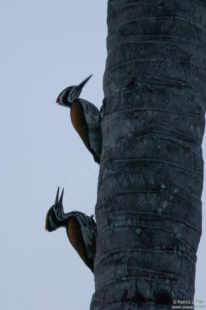 White-naped Woodpeckeradult