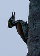 White-naped Woodpecker