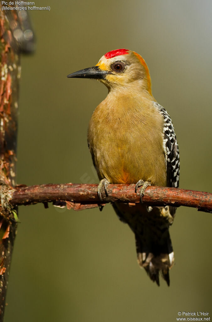 Hoffmann's Woodpecker male adult