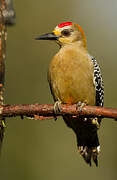 Hoffmann's Woodpecker