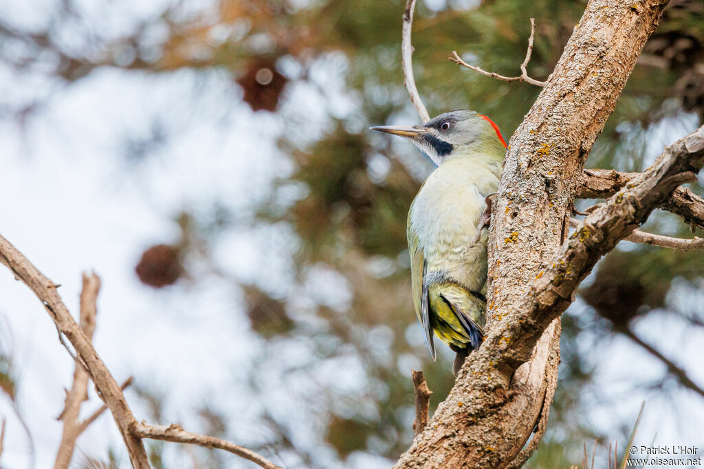 Levaillant's Woodpecker male adult