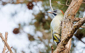 Levaillant's Woodpecker