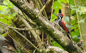 Red-backed Flameback