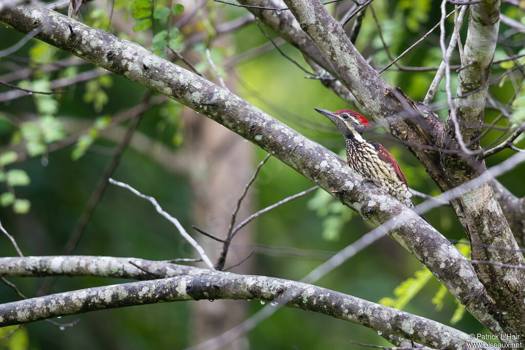 Red-backed Flameback male adult