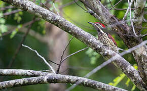 Red-backed Flameback