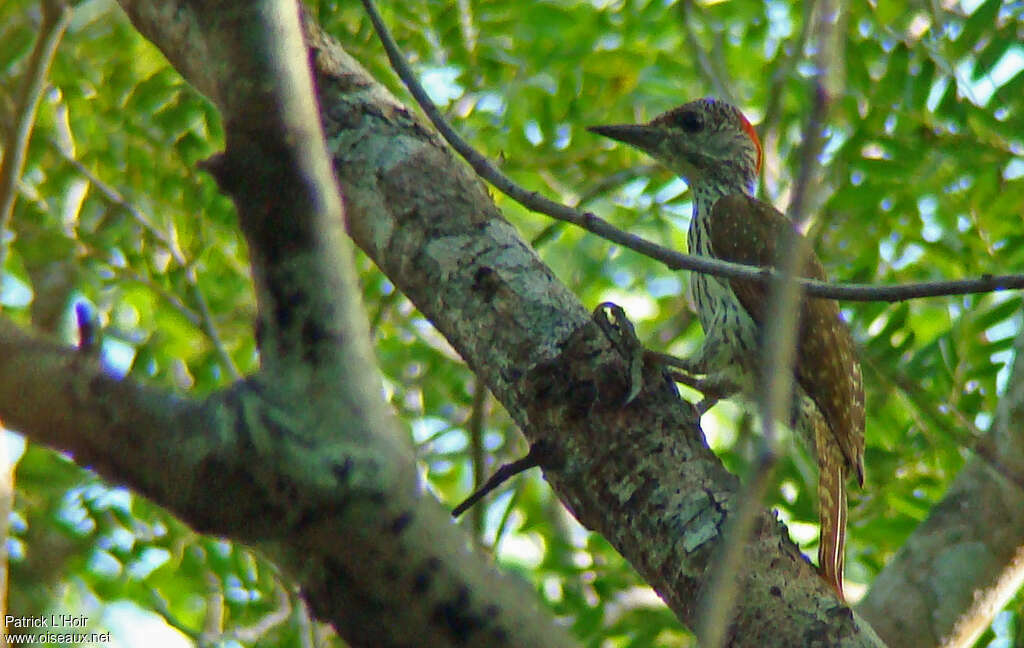 Pic de Mombasa femelle adulte, identification, régime