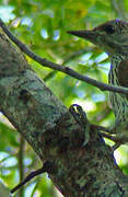 Mombasa Woodpecker