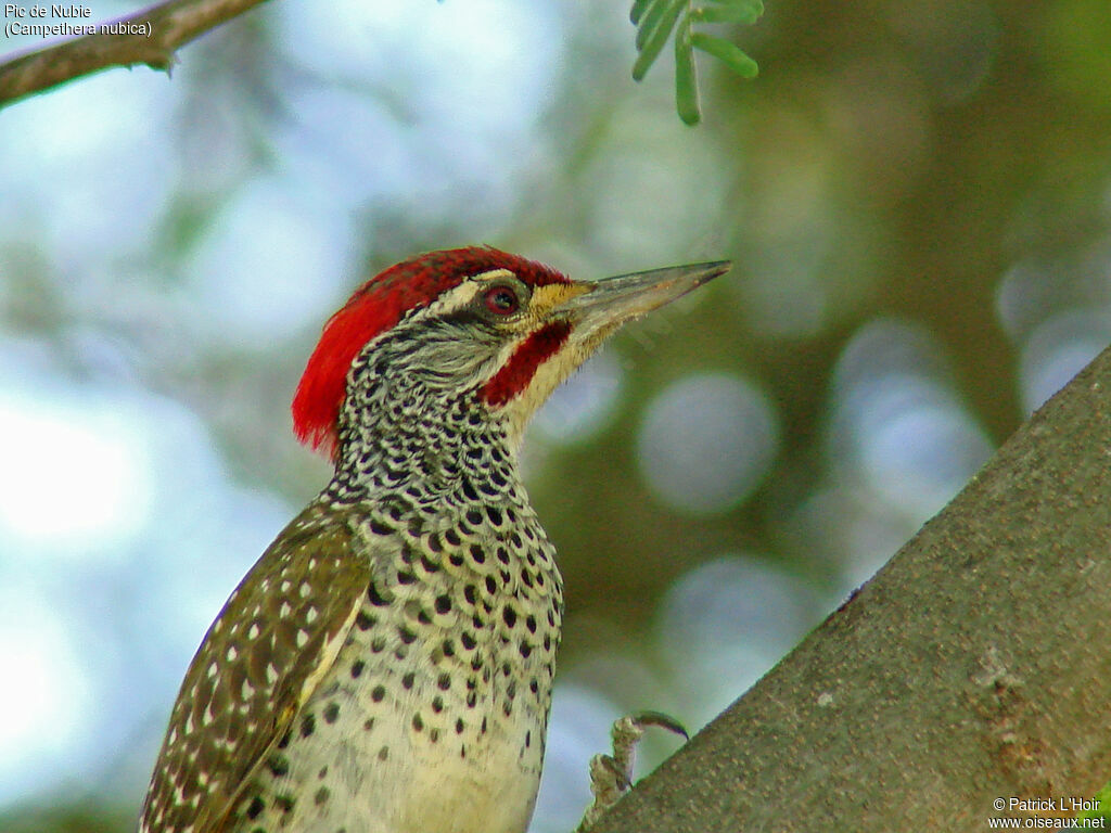 Nubian Woodpecker