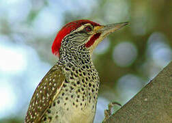 Nubian Woodpecker