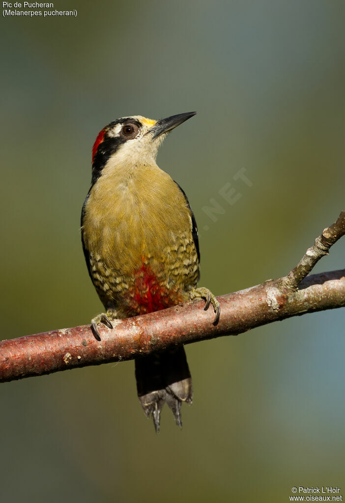 Black-cheeked Woodpecker female adult